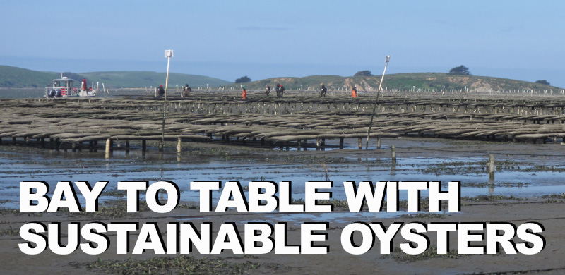 From farm to your table, oysters offer a sustainable choice