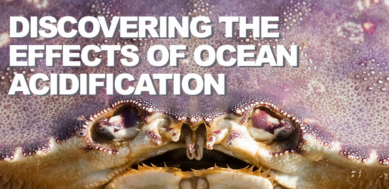 New projections on the effects of ocean acidification 