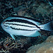 Lamarck’s Angelfish female (Genicanthus lamarck)