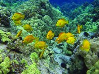 Coral Reef with Yellow Tang