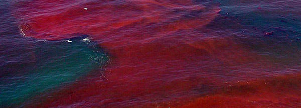 red tide image courtesy of Kai Schumman