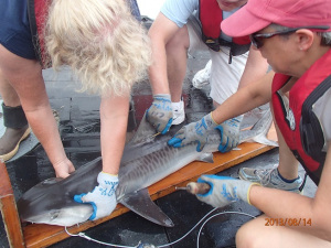 tagging Tiger Shark