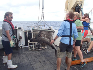 weighing a shark