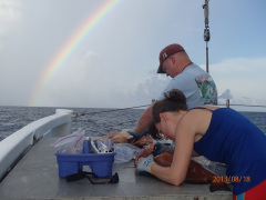 processing fish