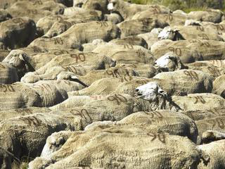 Grazing on Federal Land Under Threat Due to Drought