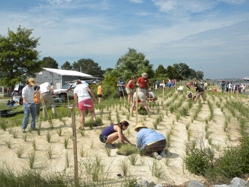 Volunteers planting grass.