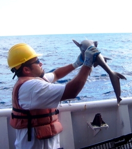 Chris Monsour examining a shark