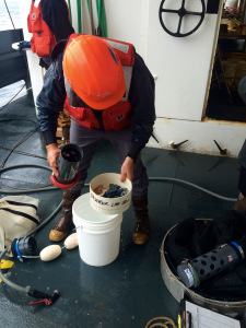 Curtis filters the cod-end of the neuston and finds a whole bunch of Vallela vallela.
