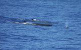 Two adult sperm whales and a calf. Photo credit: Erin Mooney