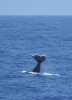 Sperm whale sighting during MMO operations. Photo credit: Eric Mooney