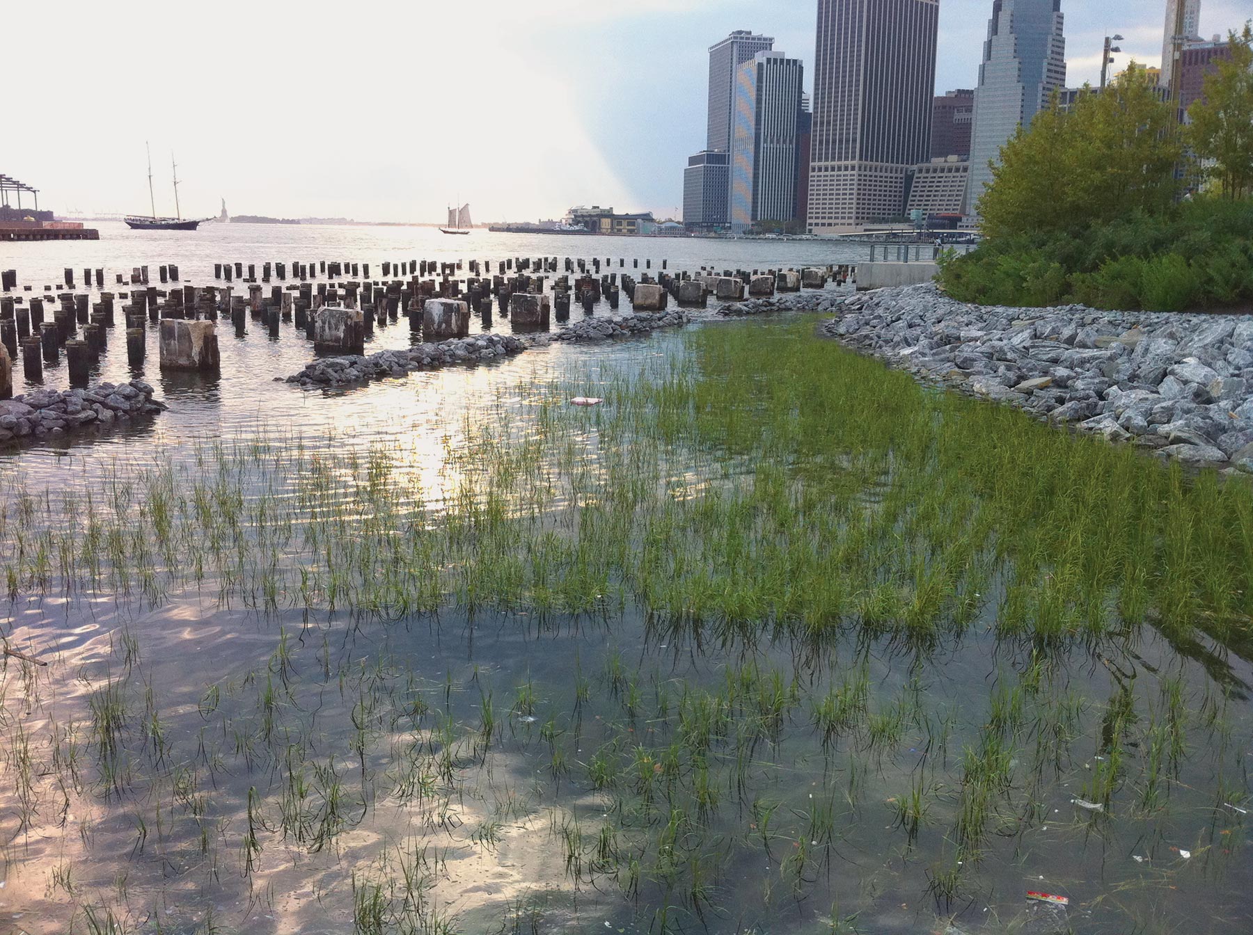 coastal ecosystem restoration project