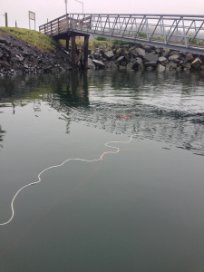 The ROV is exploring the area looking for signs of life.