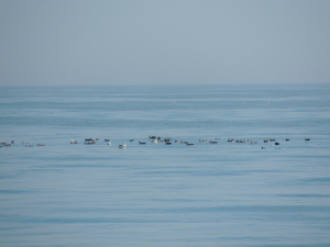 This particularly large group of birds gathered together atop a downwelling, likely because the water helped keep them together (and because fishing would be good there!)