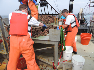 That's Burton, on the right, sorting through a dredge with lots and lots of sand dollars.