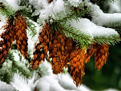 Image of pine cones on a tree covered in snow.