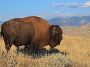 Fan Favorite Winner | Yellowstone National Park