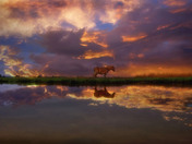 Assateague Island National Seashore