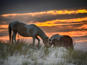 Assateague Island National Seashore