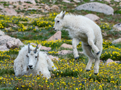 Mount Evans Recreation Area