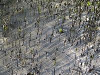 Sundarbans Oil Spill Featured Image