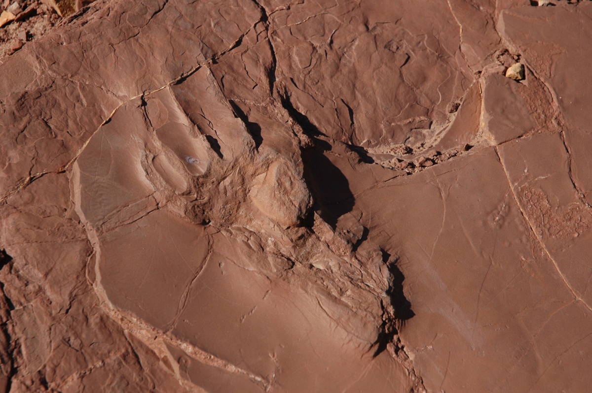 Dinosaur track site at Prehistoric Trackways National Monument in New Mexico. Photo by Bob Wick, BLM.