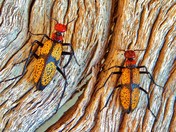 Wildlife Winner | Saguaro National Park