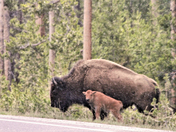 Yellowstone