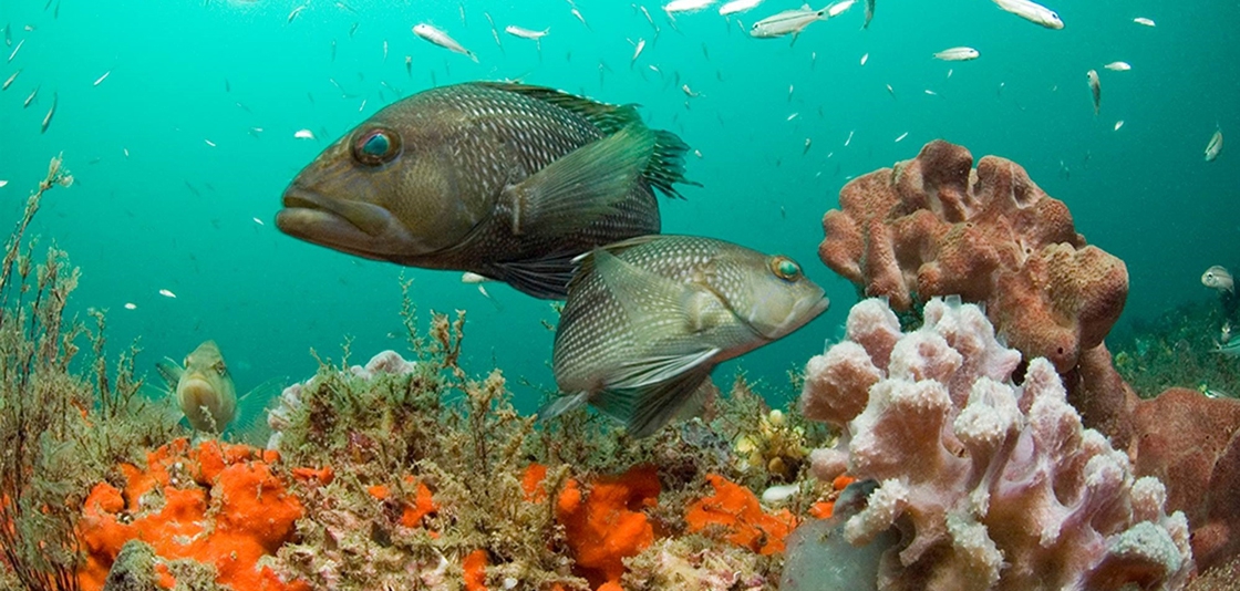 Healthy coral reefs are one of Earth’s most valuable ecosystems, and support thousands of marine life species. Here, black sea bass swim through the reef in Gray’s Reef National Marine Sanctuary.