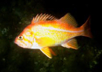 canary rockfish