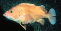 yelloweye rockfish