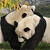 National Zoological Park Twitter page