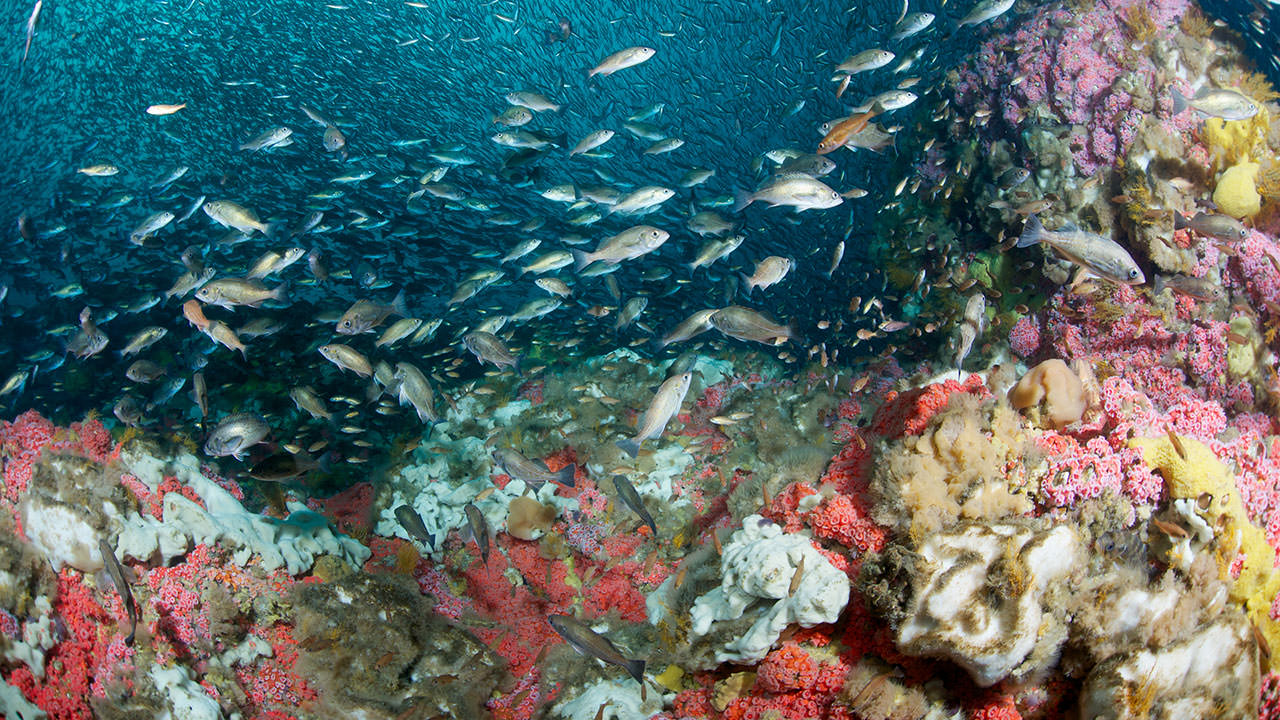 photo of fish and coral on cordell bank