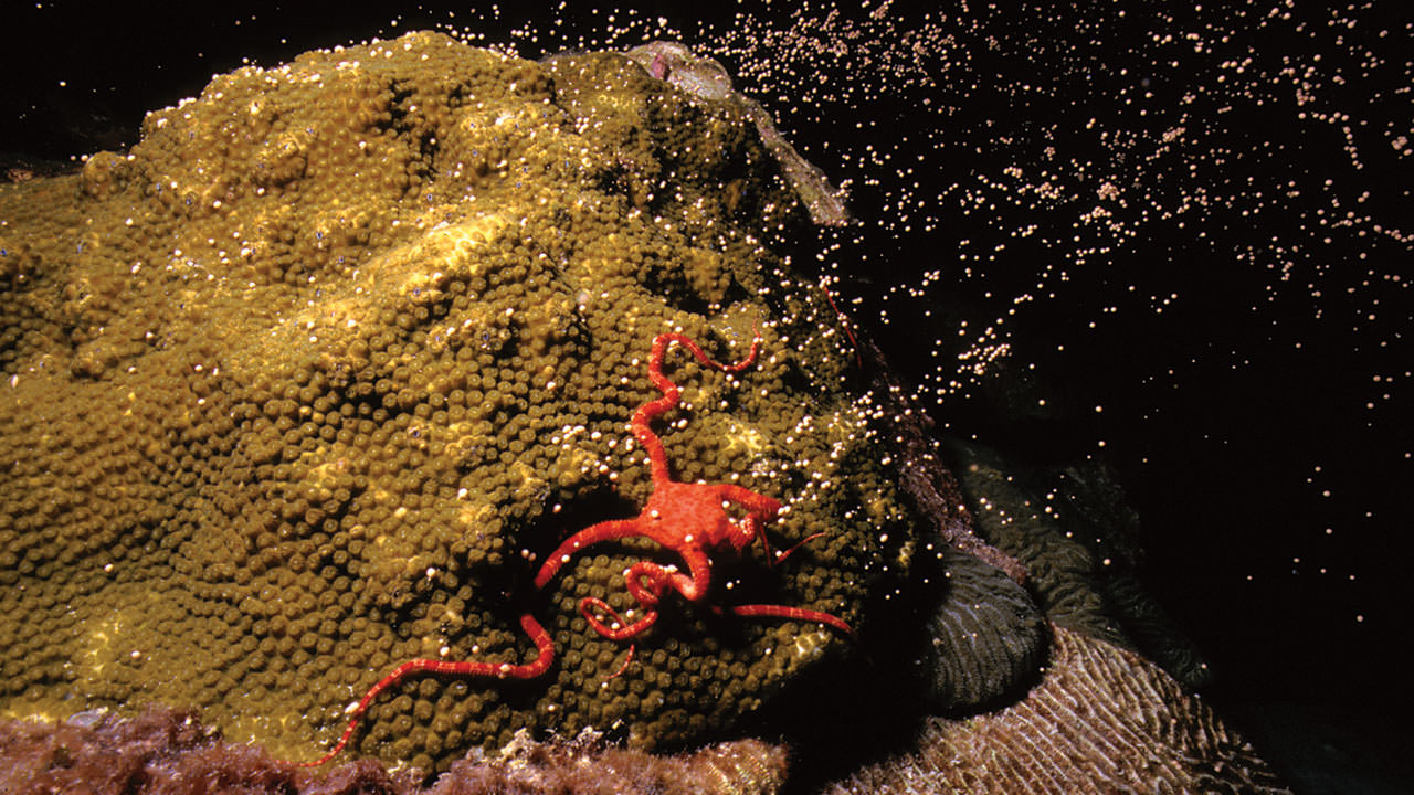 photo of brittle star and coral spawning