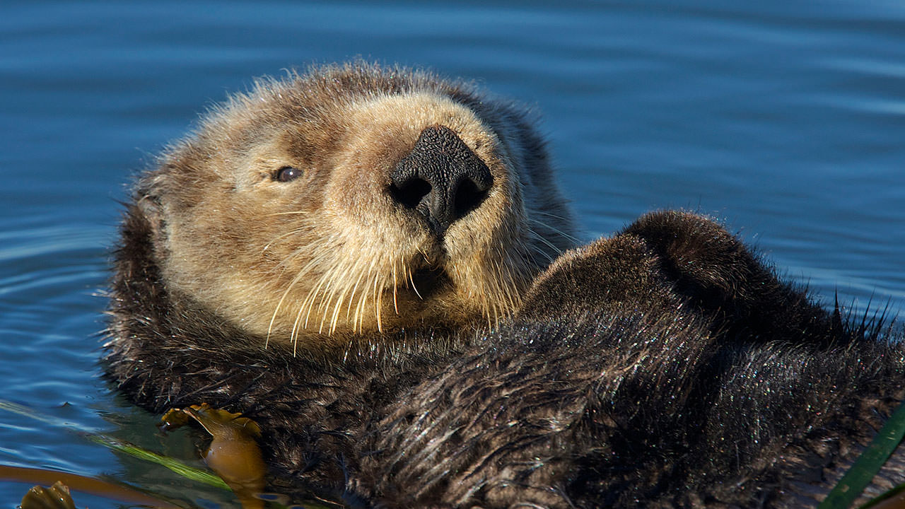 photo of a sea otter