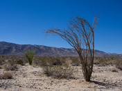 Joshua Tree NP