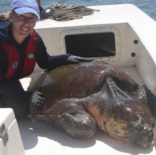 Larisa Avens, a biologist with the NOAA Fisheries lab in Beaufort, NC, with a male loggerhead sea turtle. 