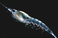 A type of euphausiid called Thysanoessa raschii. (Photo credit: WoRMS Database)