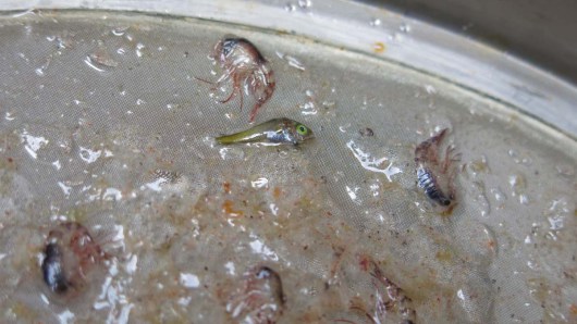 Larval Fish and Amphipods! Photo by: DJ Kast