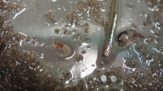 Such diversity in this evenings bongos. Small fish Larva, shrimp, amphipods. Photo by DJ Kast