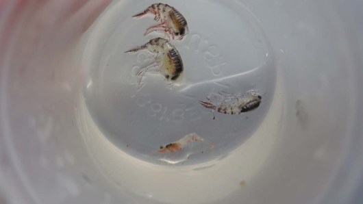 3 amphipods and a shrimp. Photo by DJ Kast