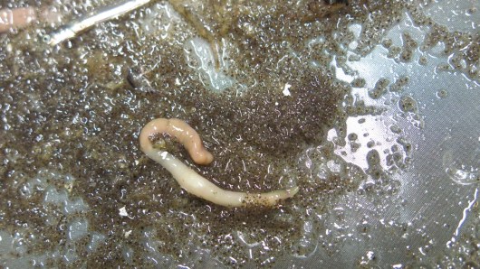 Polychaete worm. Photo by DJ Kast