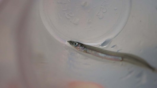 Sand Lance Photo by DJ Kast