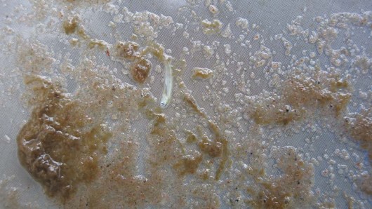Copepod sludge with a fish larva. Photo by: DJ Kast