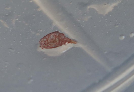 Harpactacoid Copepod. Photo by DJ Kast