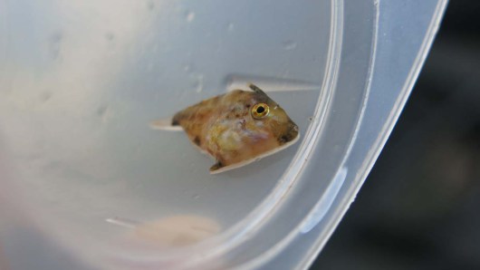 Juvenile Triggerfish. Photo by: DJ Kast