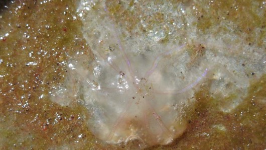 A Sea jelly found in George's Bank. We are in Canada now! Photo by: DJ Kast