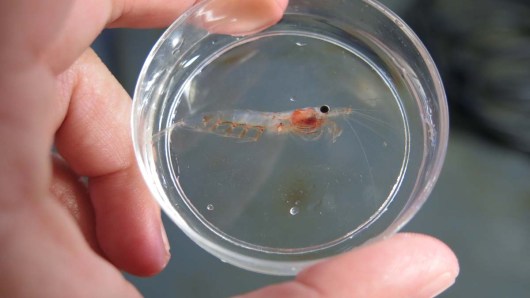 Krill found in the Gulf of Maine. Photo by DJ Kast