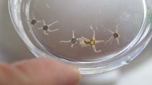Brittle Stars caught in the Plankton Tow. Photo by DJ Kast