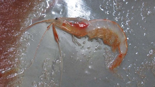 Side profile of Shrimp caught in the plankton nets. Photo by DJ Kast