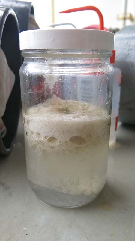 Gooey foamy mess in the jar with all the phytoplankton. Photo by DJ Kast